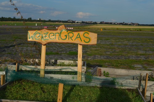 weizen abgeerntet flugfeld tempelhof